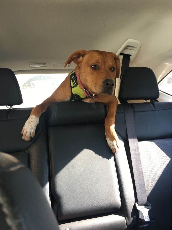 She Will Only Drive In The Car Like This! 😂