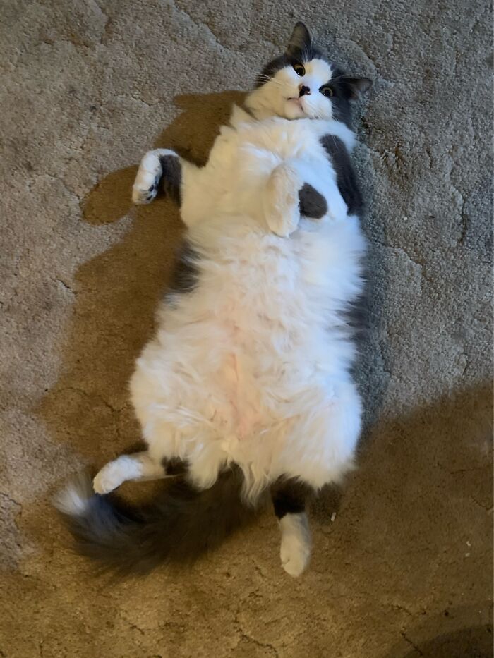 Edison Cat/Dog, Rolling Over To Get His Belly Scratched! He Will Even Shake His Leg!