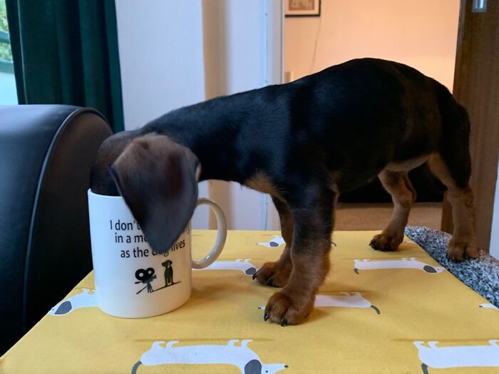 Don’t Leave Your Tea Unattended!