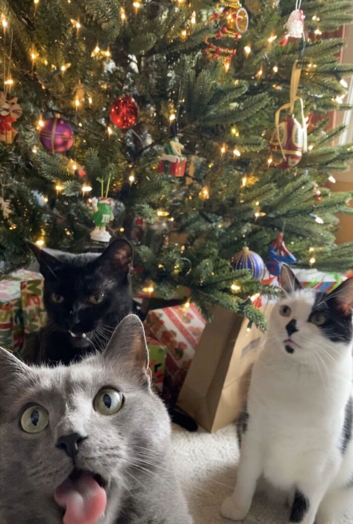 This Photo Makes Me Laugh Every Time I See It Grey-Tucker