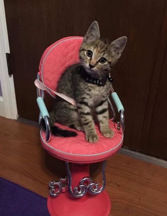 Just A Fur Baby Waiting For Her Sister To Groom Her