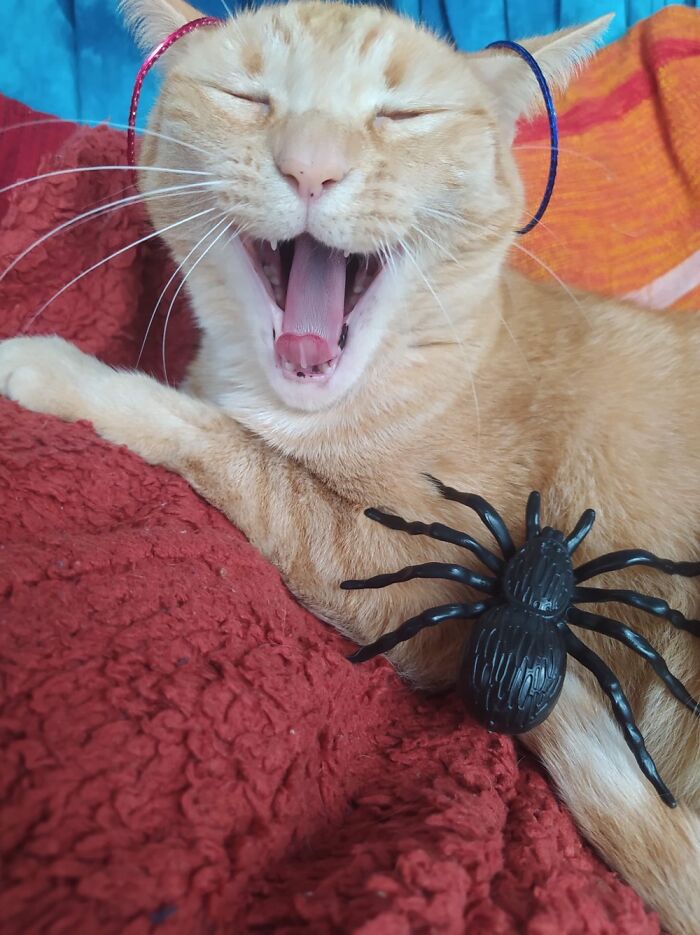 Blondie The Worst Witch Edition