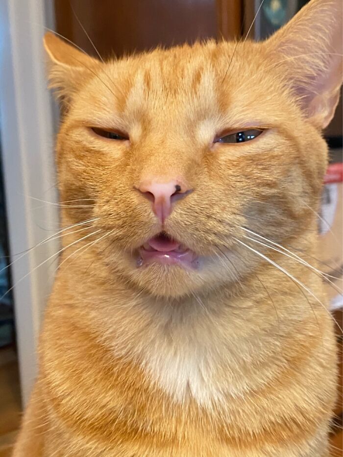 My Cat Every Time He Sees Us Making Lunch.