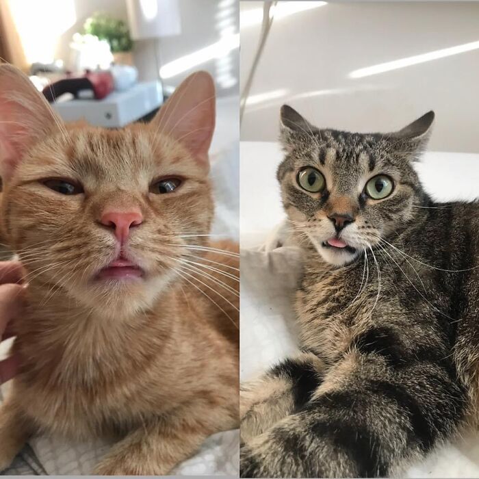 My Fluffy Little Monsters. The Ginger One Is Bublina And The Handsome Guy On The Left Is Mourin