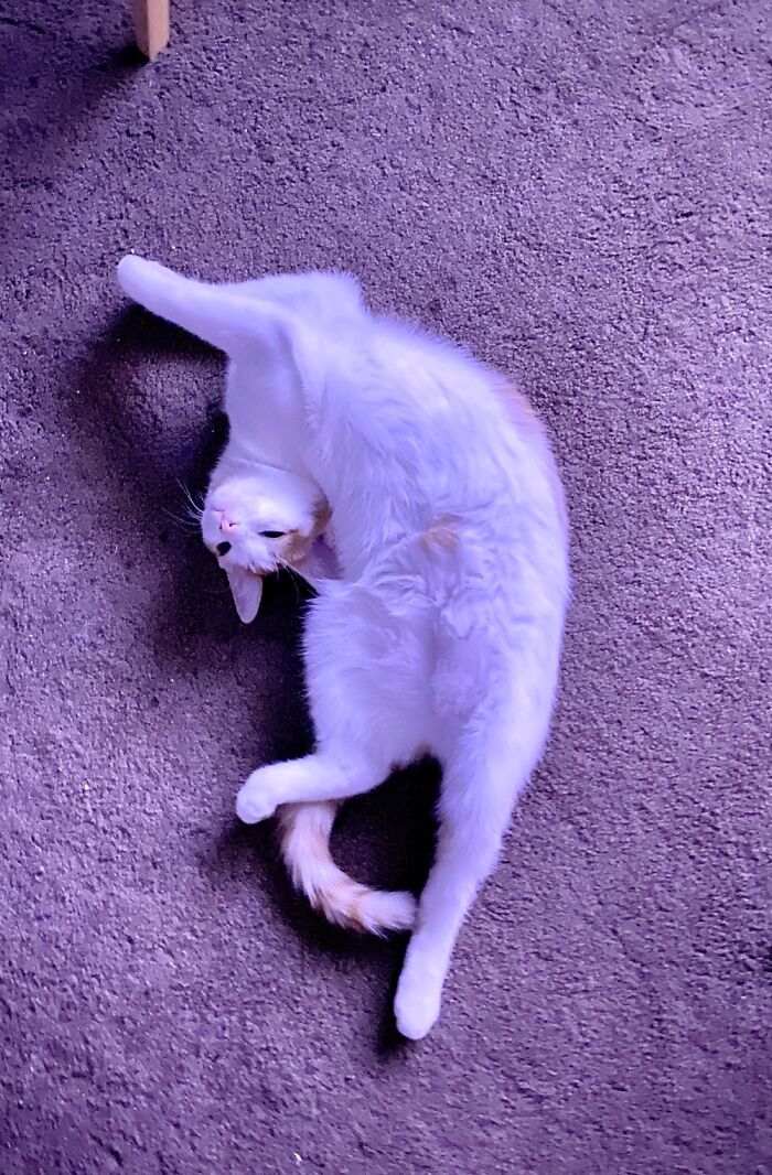 I Think My Cat Is Broken