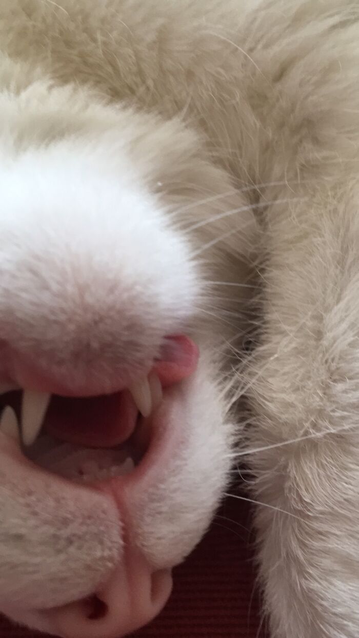 My Cat Likes To Sleep Like This...