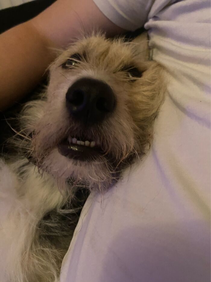 My Dog, Buddy. He Pulls So Many Stupid Faces That My Camera Roll Is Full Of Them!