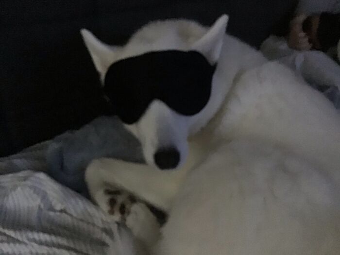 My Dog Insists On It For Her Naps.