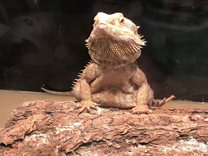 My Bearded Dragon Dagger Von Squish Isn't Exactly A Skinny Legend