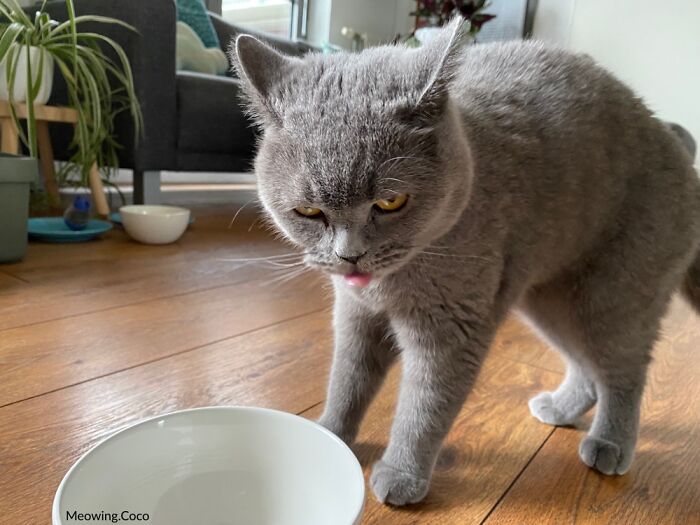 Someone Is Enjoying Their Milk-Time...