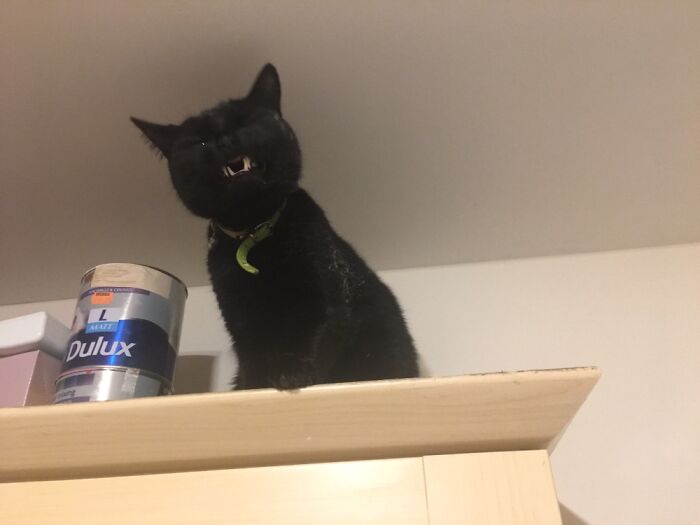 I Caught Loki Mid Sneeze, Ain’t He Majestic?!