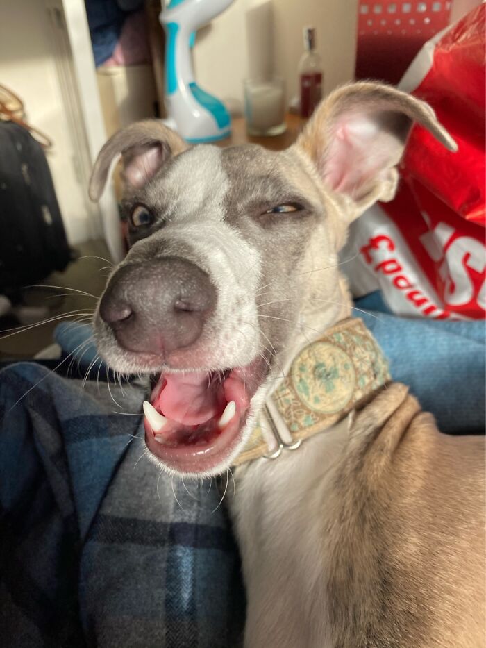 My Favourite Pic Of My 6 Month Old Whippet Puppy!