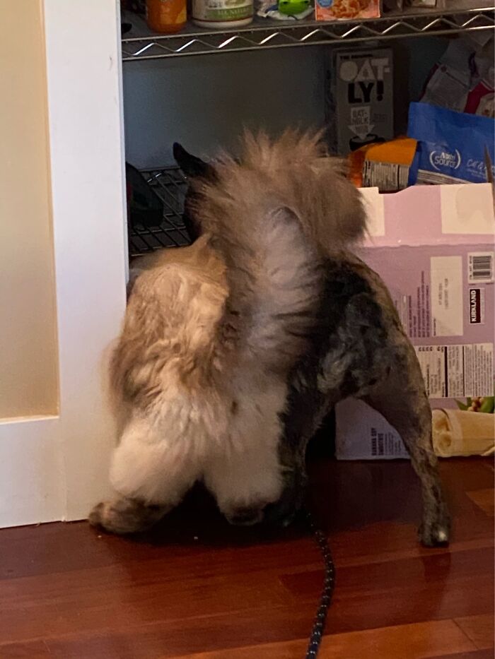 Kobe And Agnes Are Raiding The Pantry