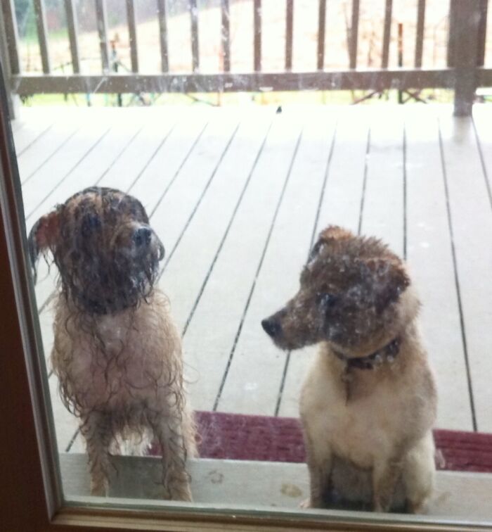 After Digging For Gophers