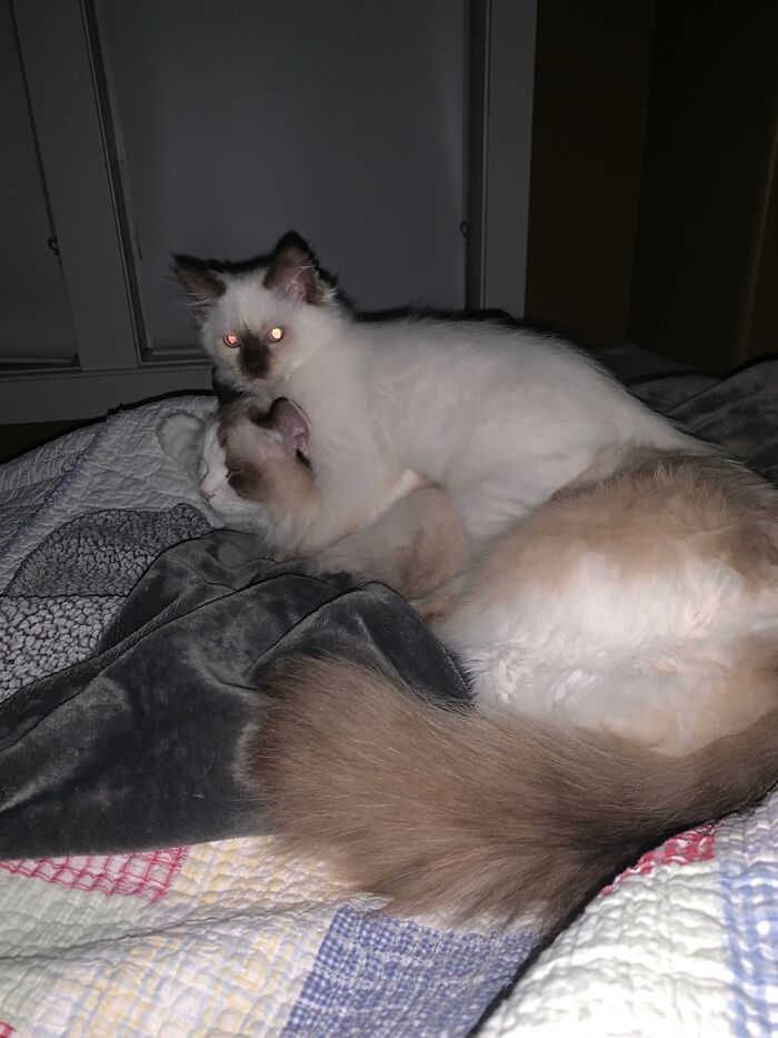 Cursed Photo Of Shaq And Kobe