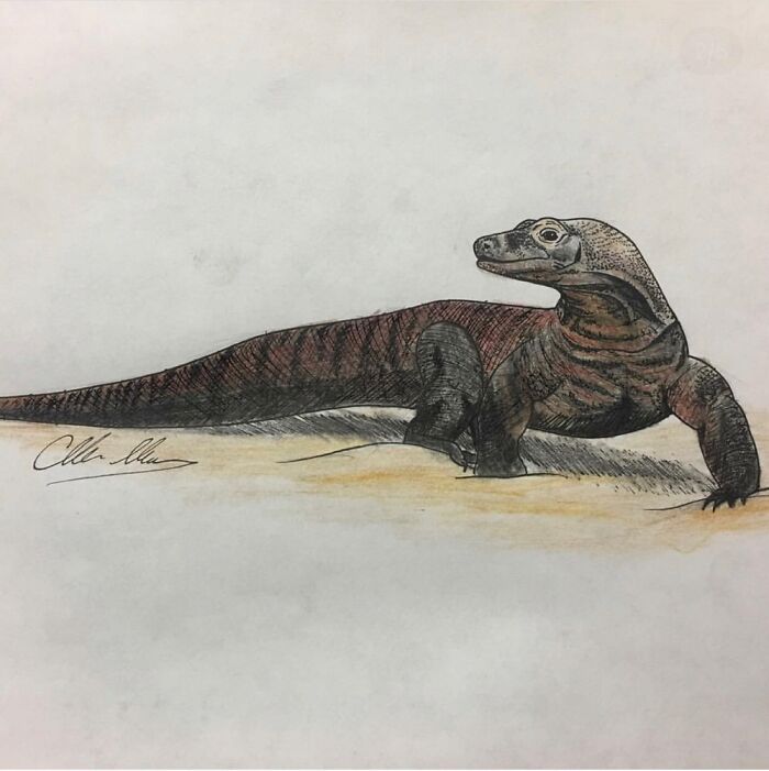 Procrastinated Studying For Uni Finals By Drawing Some Animals