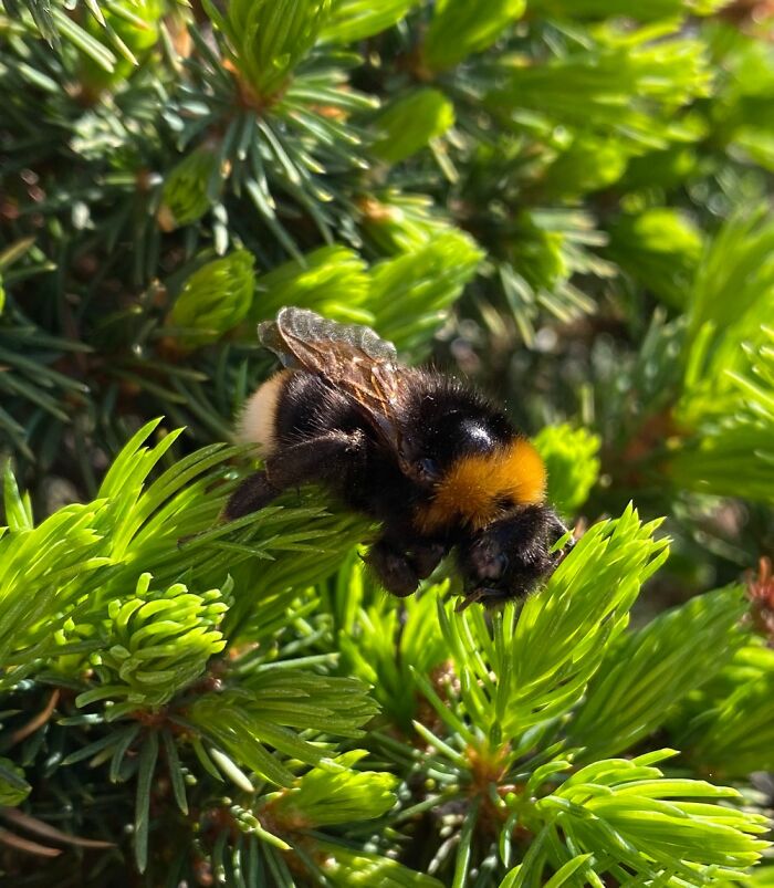 This Cutie Landed On My Balcony And Seemed Happy To Pose For A Picture