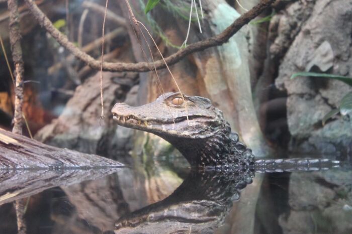 Took This Beauty At The Shed Aquarium Around 2011/2012.