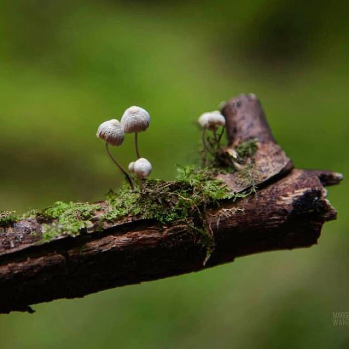 Under The Influence Of Mushrooms