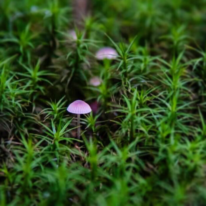 Under The Influence Of Mushrooms