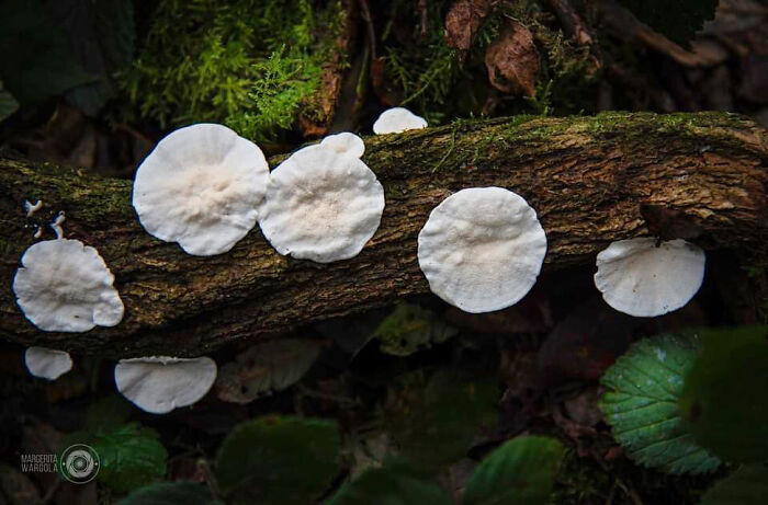 Under The Influence Of Mushrooms