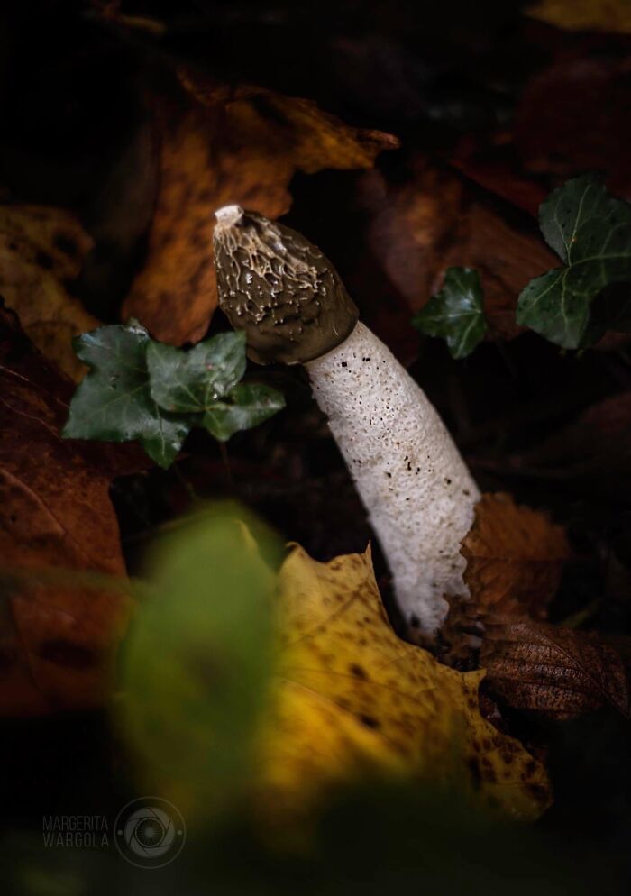 Under The Influence Of Mushrooms