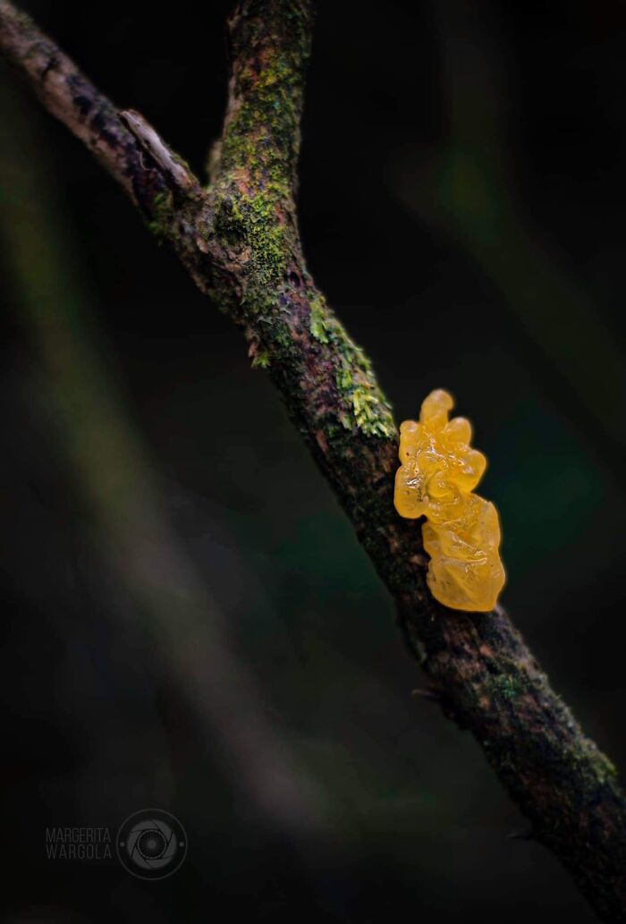 Under The Influence Of Mushrooms