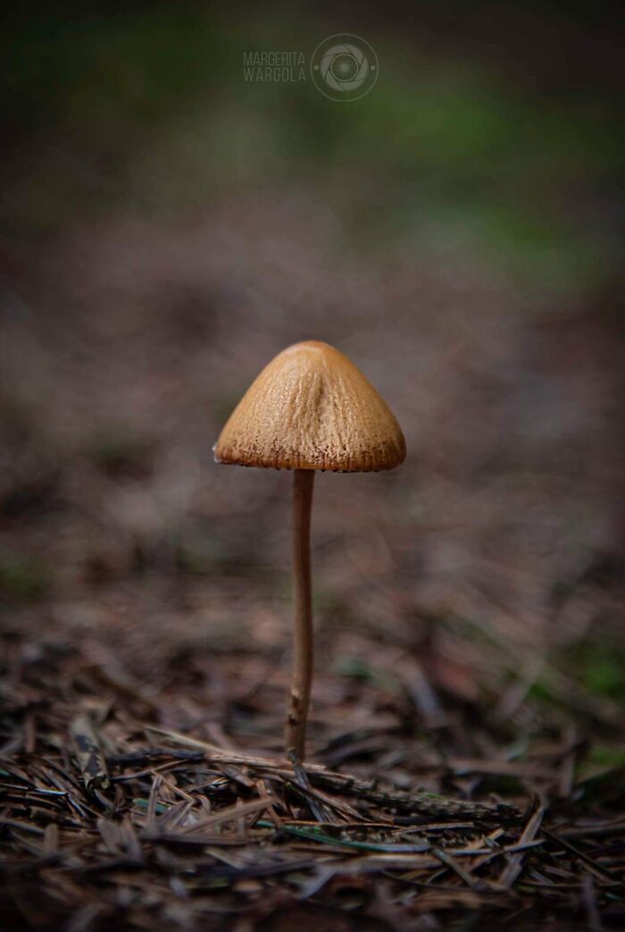 Under The Influence Of Mushrooms