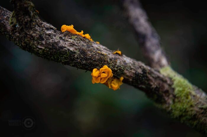 Under The Influence Of Mushrooms