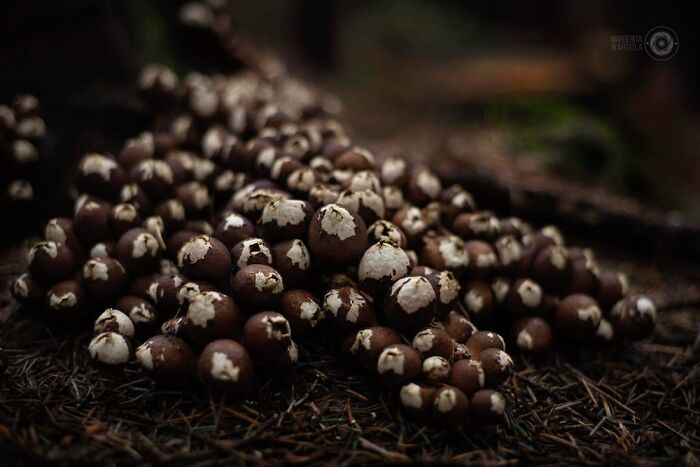 Under The Influence Of Mushrooms