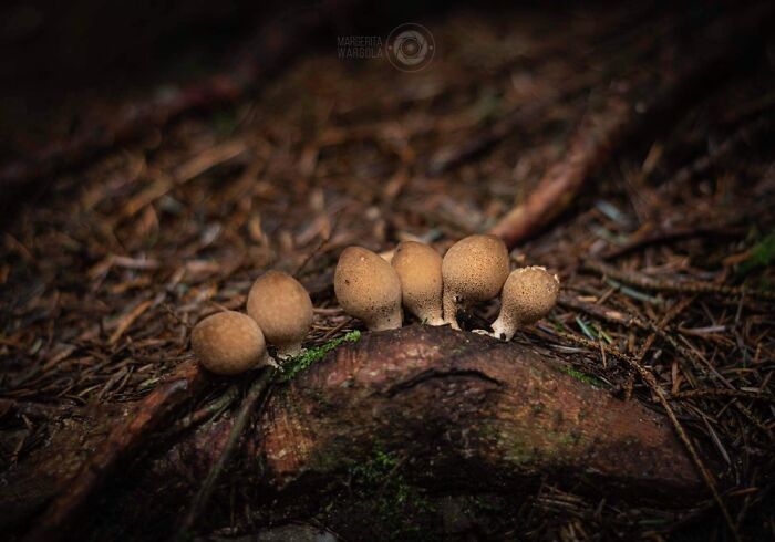 Under The Influence Of Mushrooms