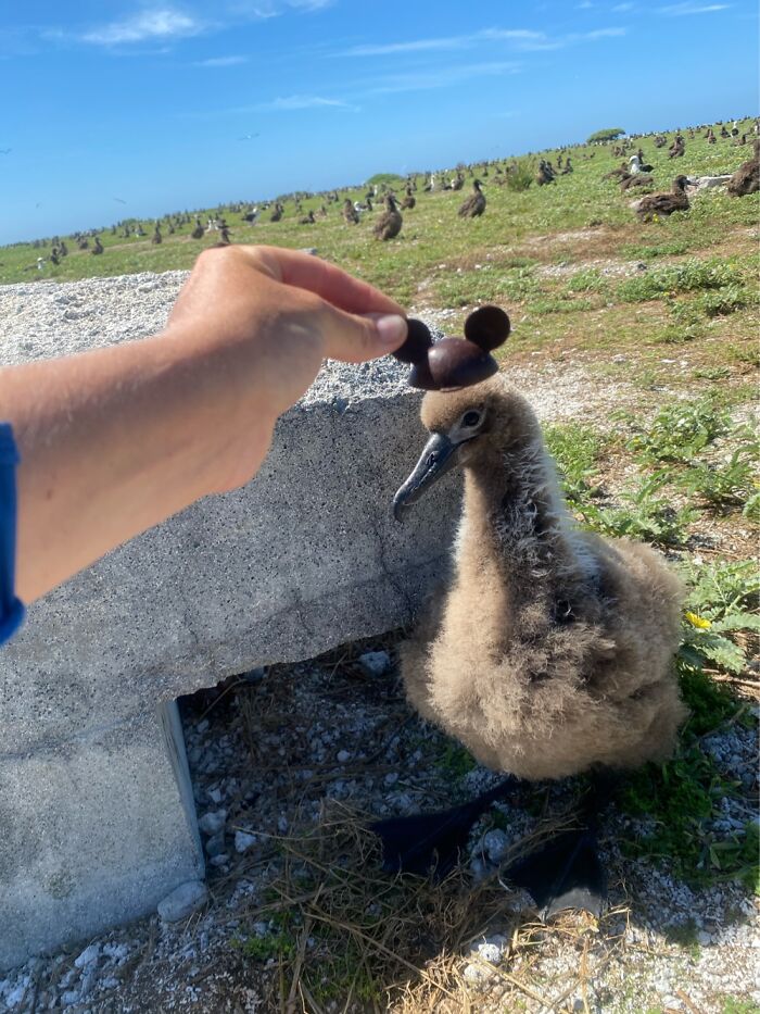 I Took Picture Of Birds With Mickey Mouse Hats