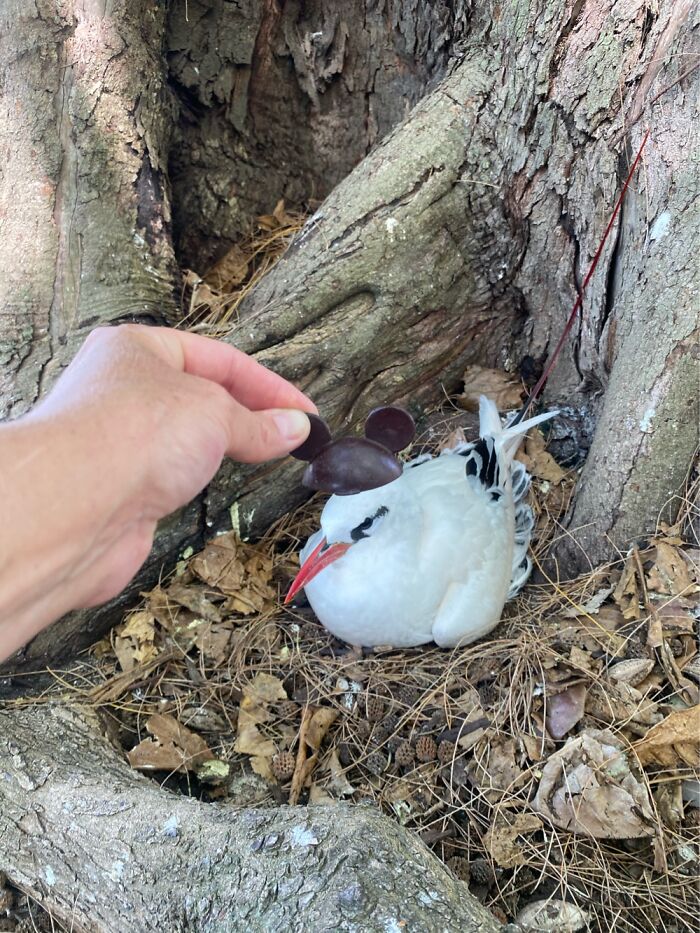 I Took Picture Of Birds With Mickey Mouse Hats