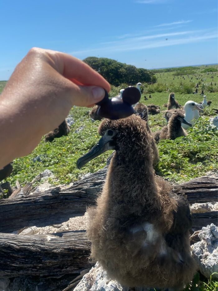 I Took Picture Of Birds With Mickey Mouse Hats