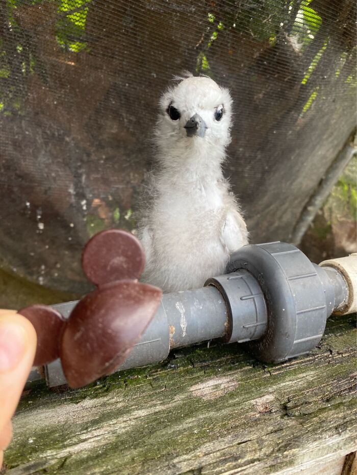 I Took Picture Of Birds With Mickey Mouse Hats