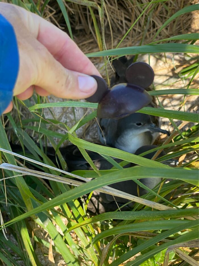 I Took Picture Of Birds With Mickey Mouse Hats