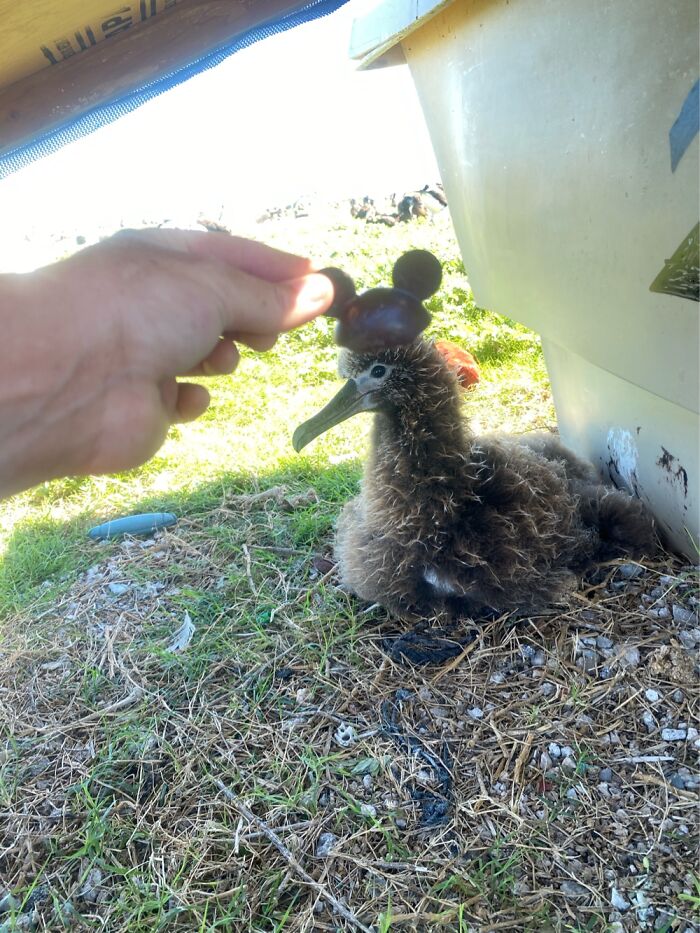 I Took Picture Of Birds With Mickey Mouse Hats