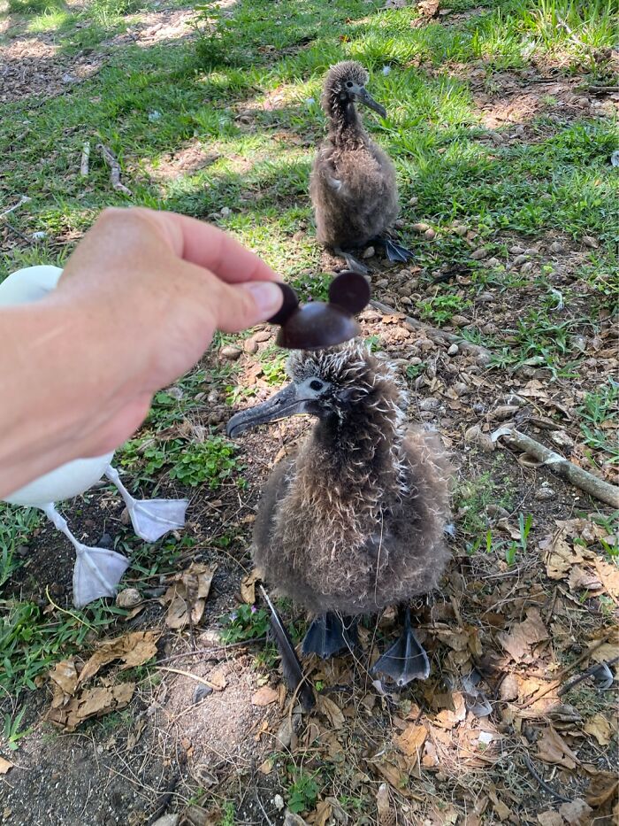 I Took Picture Of Birds With Mickey Mouse Hats