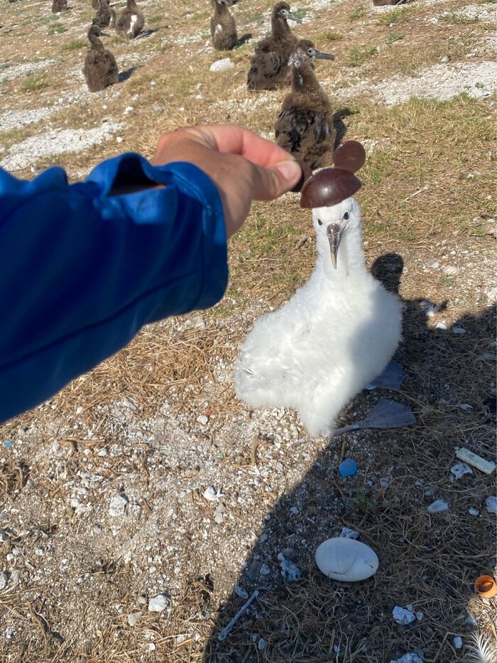 I Took Picture Of Birds With Mickey Mouse Hats