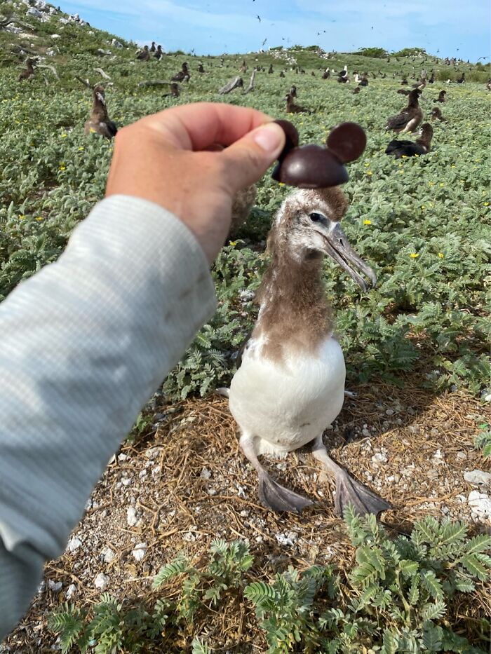 I Took Picture Of Birds With Mickey Mouse Hats