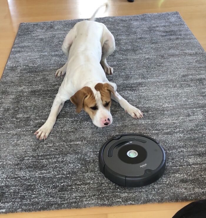 Playing With The Robo-Pizza