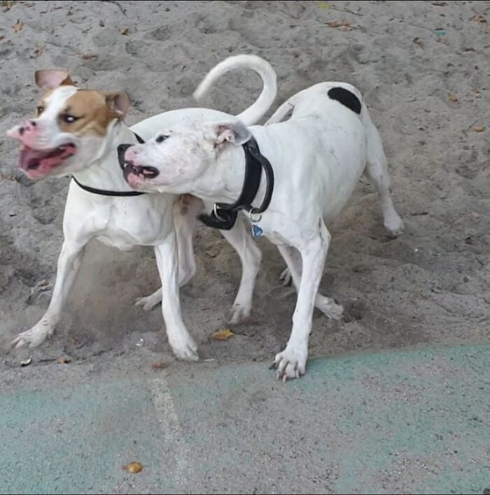 Playing With My Best Friend