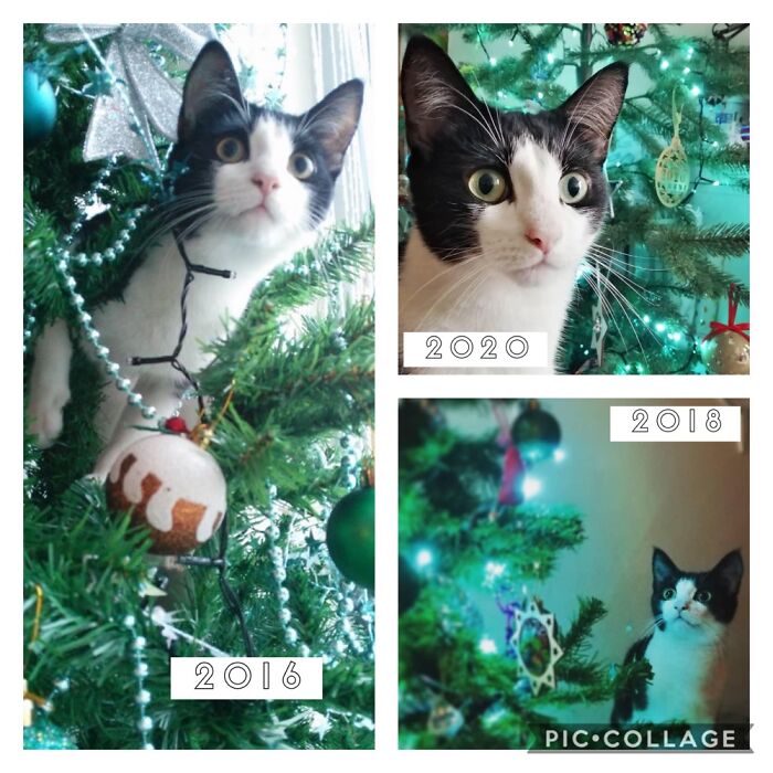 Every Year Bamboo Seems Surprised By The Tree!