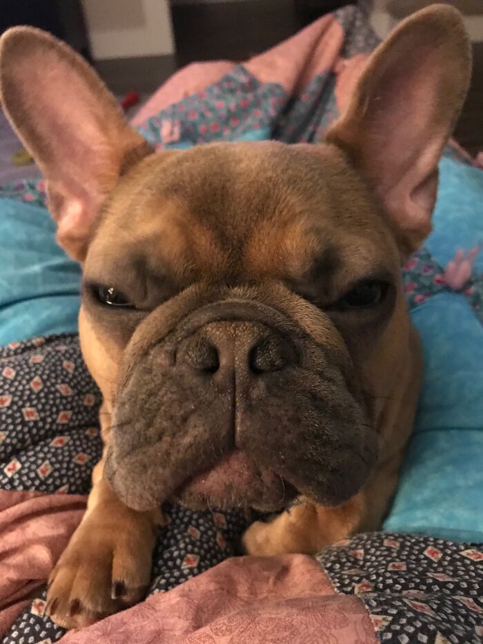 My Other Pet Winston Vonpotato The First