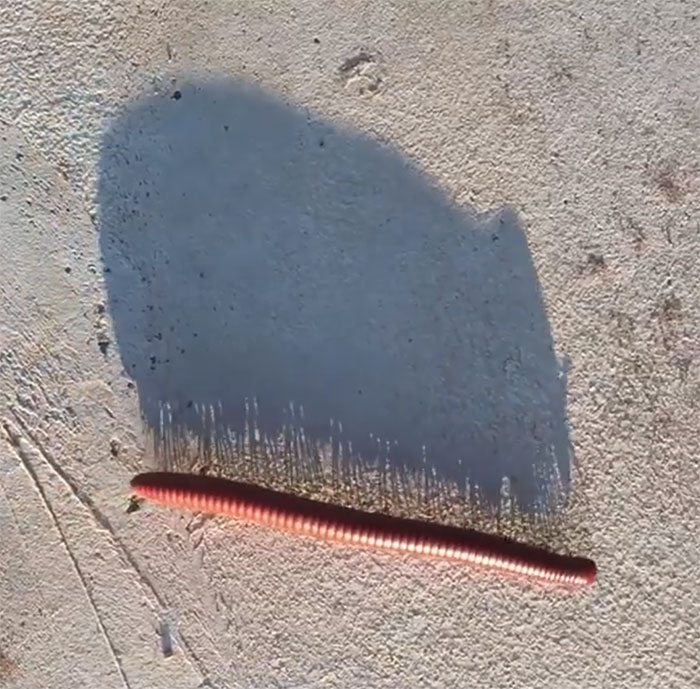 Shadow Of A Millipede Walking