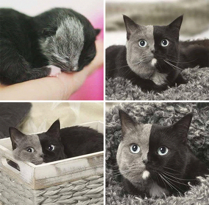 Meet Narnia, A Rare Two Faced Cat
