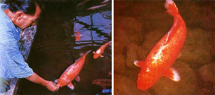 Hanako, A Koi Fish Who Died At The Age Of 226. In 1966, Two Of Her Scales Were Removed And Extensively Studied To Determine Her Age. She Was The Longest Living Koi Fish (C. 1751 – 7 July 1977.)