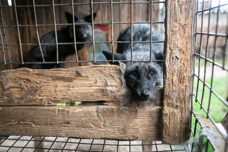 These Starving Animals Were Left To Die On A Fur Farm, Thankfully These Rescuers Saved Them These Starving Animals Were Left To Die On A Fur Farm, Thankfully These Rescuers Saved Them