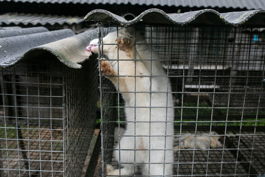 These Starving Animals Were Left To Die On A Fur Farm, Thankfully These Rescuers Saved Them