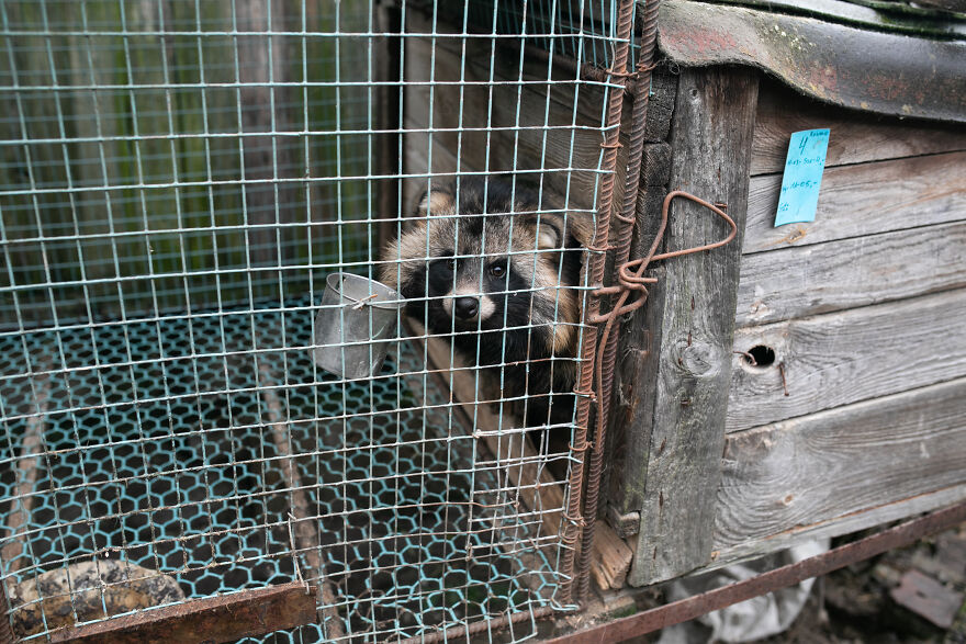 These Starving Animals Were Left To Die On A Fur Farm, Thankfully These Rescuers Saved Them